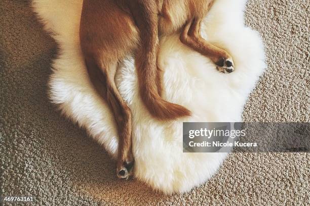 Animal Rear End Photos and Premium High Res Pictures - Getty Images
