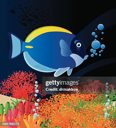 BLUE SURGEONFISH BLUE SURGEONFISH