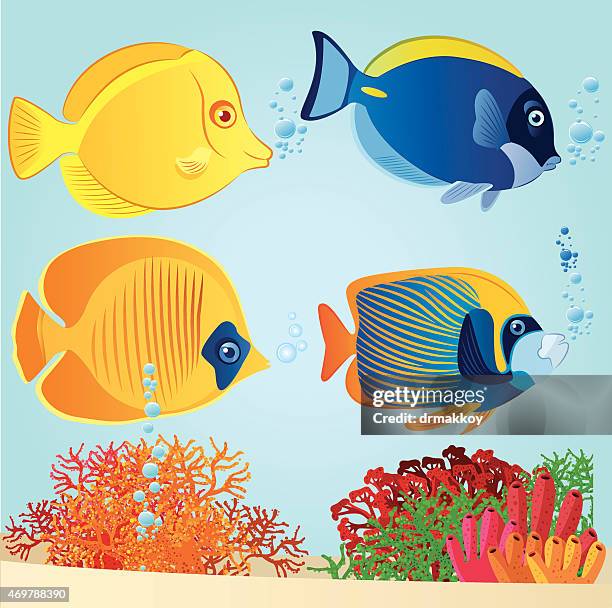 tropical fish - powder blue surgeonfish stock illustrations