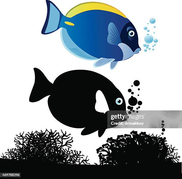 blue surgeonfish - powder blue surgeonfish stock illustrations