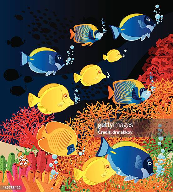 tropical fish - powder blue surgeonfish stock illustrations