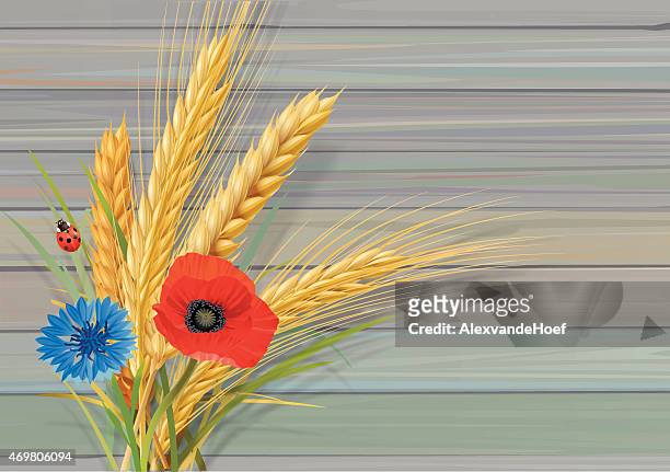 wheat oat barley with cornflower poppy and ladybug wooden wall - bran stock illustrations