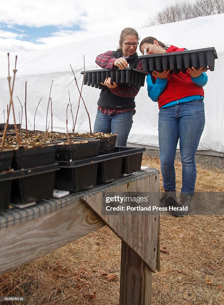 Coastal Studies for Girls in Freeport help Rachel Carson National Wildlife Refuge staff prepare plants