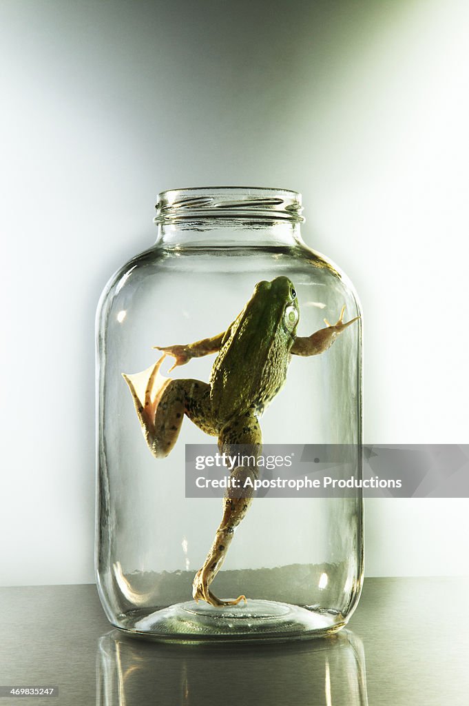 Frog attempting to get out of jar.