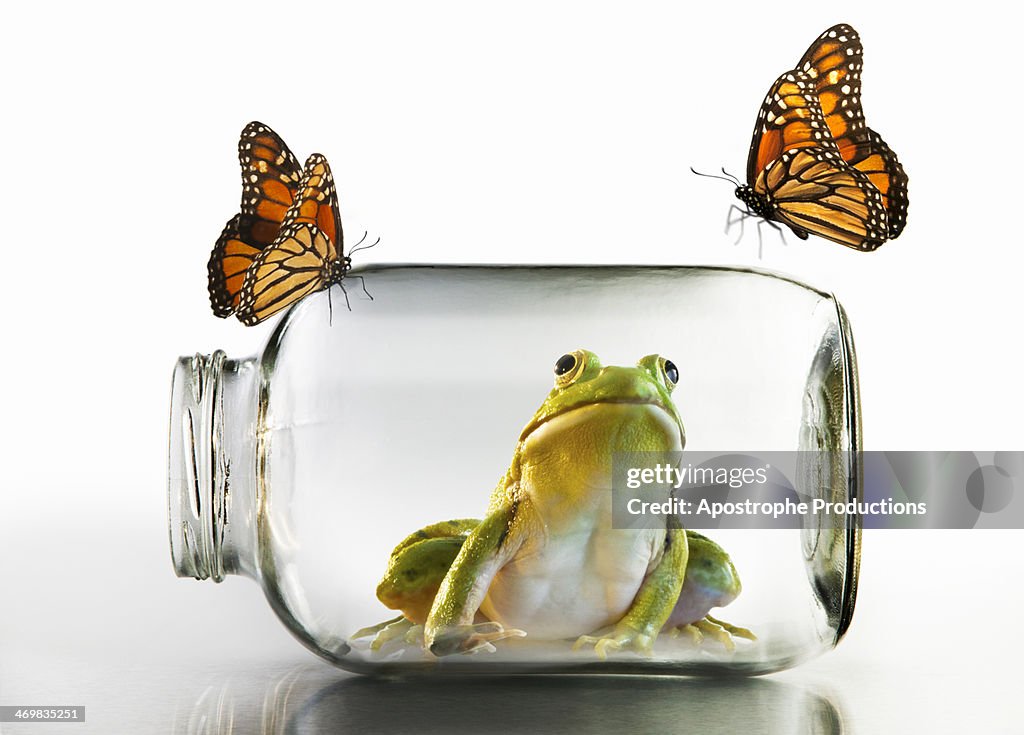 Frog in jar watching butterflies