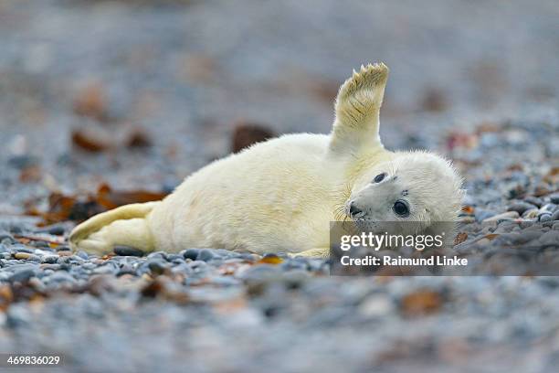 grey seal, halichoerus grypus - seehundjunges stock-fotos und bilder