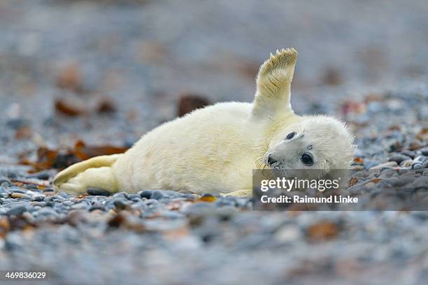 grey seal, halichoerus grypus - zeehondje stockfoto's en -beelden