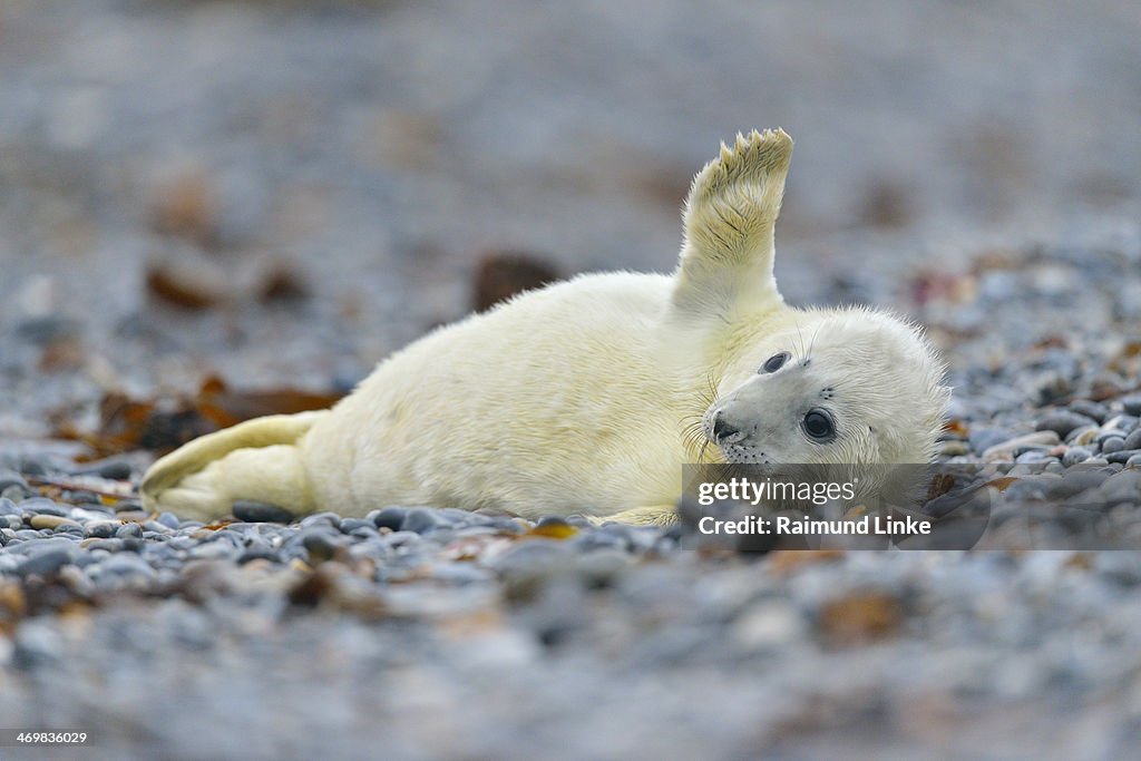 Grey Seal, Halichoerus grypus