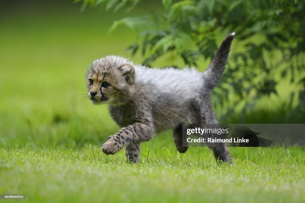 Cheetah, Acinonyx  jubatus