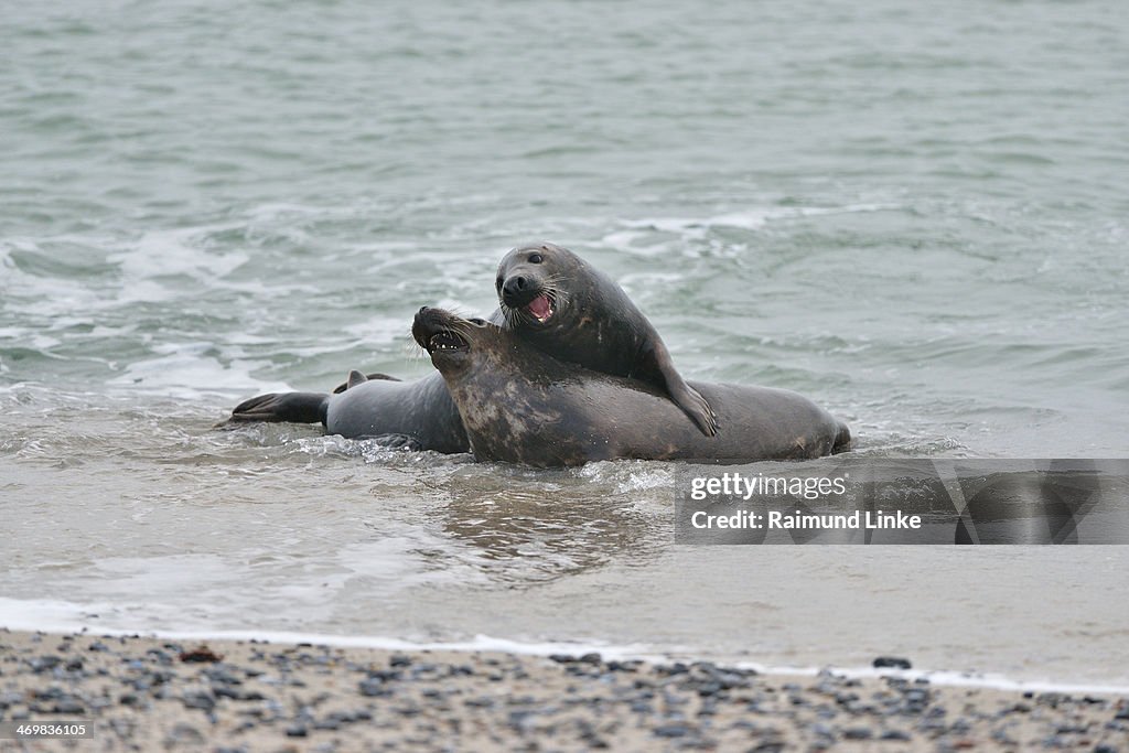 Grey Seal, Halichoerus grypus