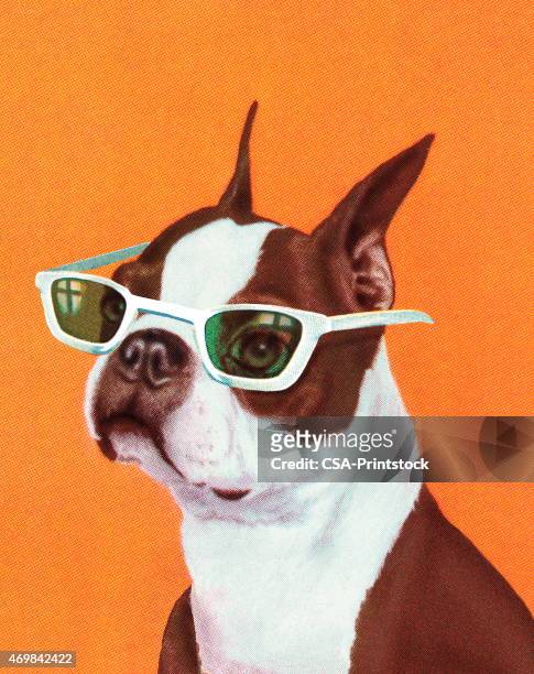 stockillustraties, clipart, cartoons en iconen met boston terrier - boston terrier
