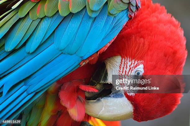 green winged macaw, ara chloropterus - preening stock pictures, royalty-free photos & images