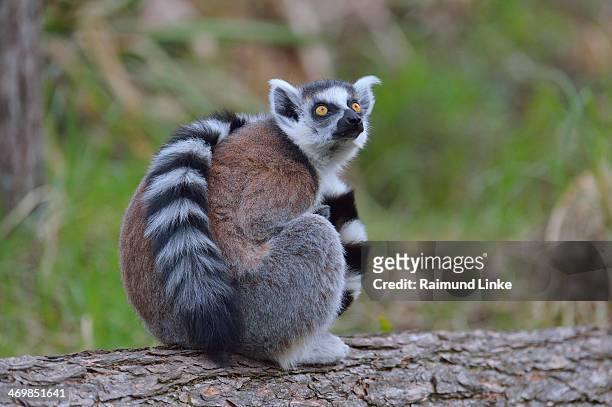 ring-tailed lemur, lemur catta - lémur de cola anillada fotografías e imágenes de stock