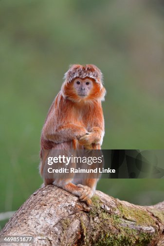Javan Langur, Trachypithecus auratus Javan Langur, Trachypithecus auratus