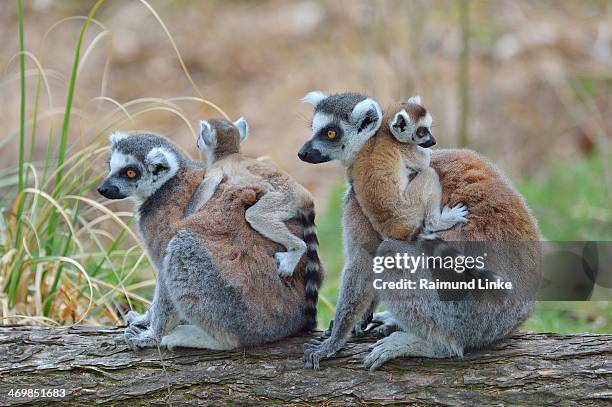 ring-tailed lemur, lemur catta - animal family ストックフォトと画像