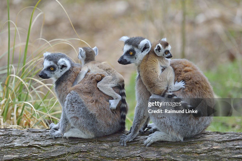 Ring-tailed Lemur, Lemur catta
