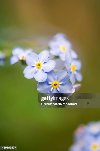 forget me not in bloom - myosotis arvensis stock pictures, royalty-free photos & images