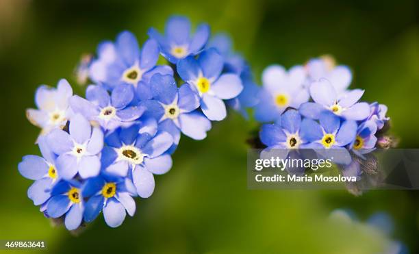 forget-me-not in bloom - myosotis arvensis stock pictures, royalty-free photos & images