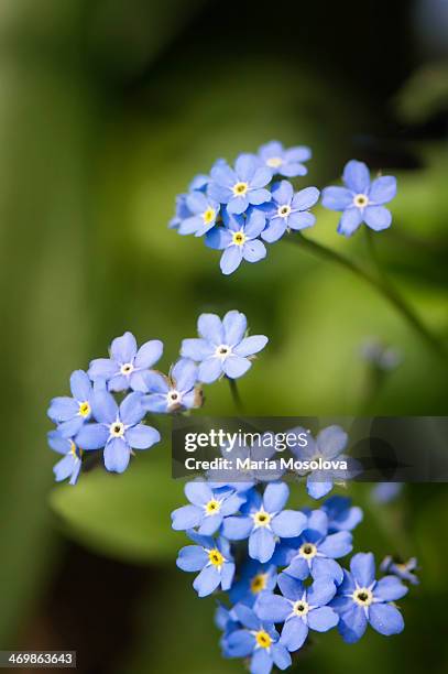 forget me not in bloom - myosotis arvensis stock pictures, royalty-free photos & images
