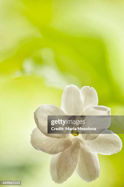 jasmine â??maid of orleansâ?? - jasminum sambac stock pictures, royalty-free photos & images
