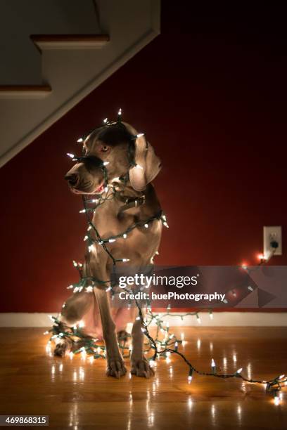 dog tangled in christmas lights - christmas stress stock pictures, royalty-free photos & images