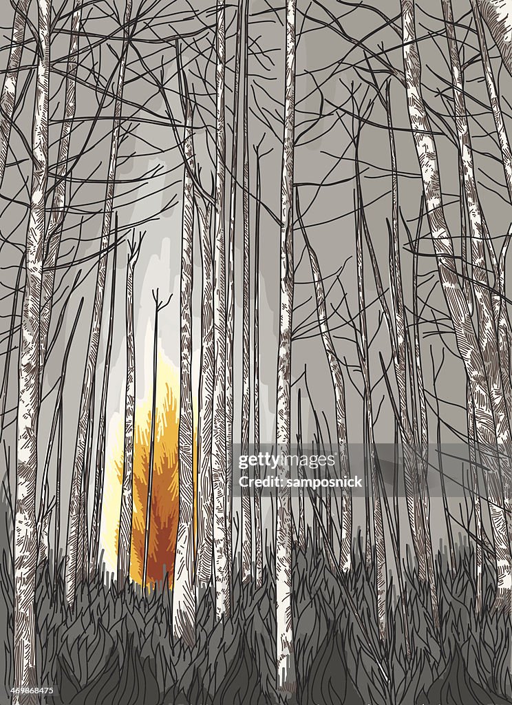 Forest Fire