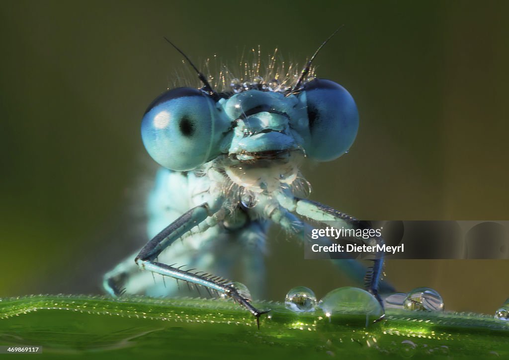 Dragonfly in the morning dew