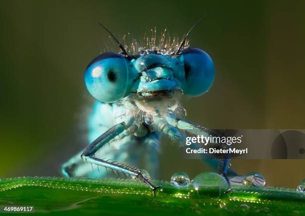 libélula de manhã orvalho - libélula mosca imagens e fotografias de stock