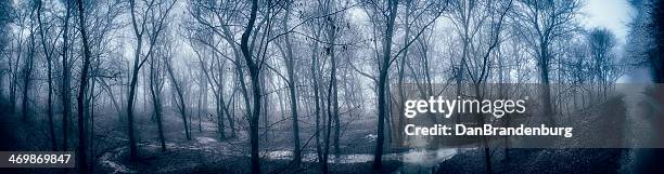 haunted forest - dan gross stock pictures, royalty-free photos & images