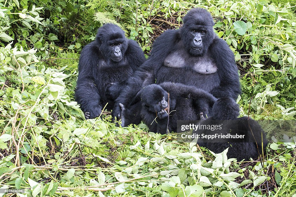 Group of Mountain Gorillas Rwanda