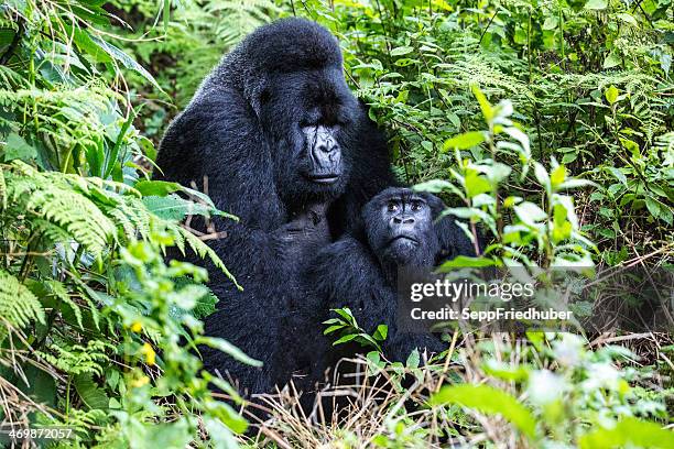 mountain gorilla silverback accoppiamento ruanda - mountain gorilla foto e immagini stock