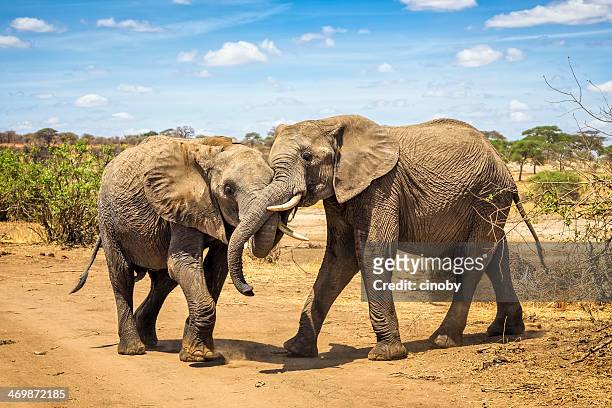 paar afrikanischen bush elephant copulating im tarangire n.p. - begattung kopulation paarung stock-fotos und bilder