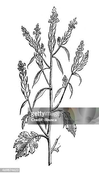 antique illustration of brassica nigra (black mustard) - mustard plant stock illustrations