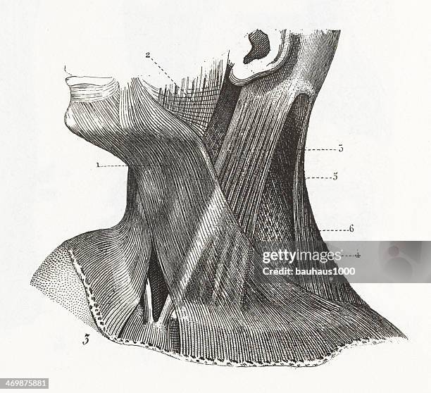 muscles of the neck - tendon stock illustrations