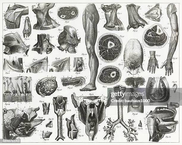 anatomie der organe gravur - diagram of the human body stock-grafiken, -clipart, -cartoons und -symbole