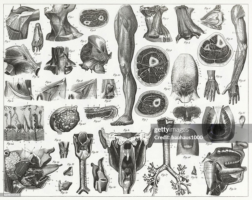 Anatomia dos órgãos Engraving