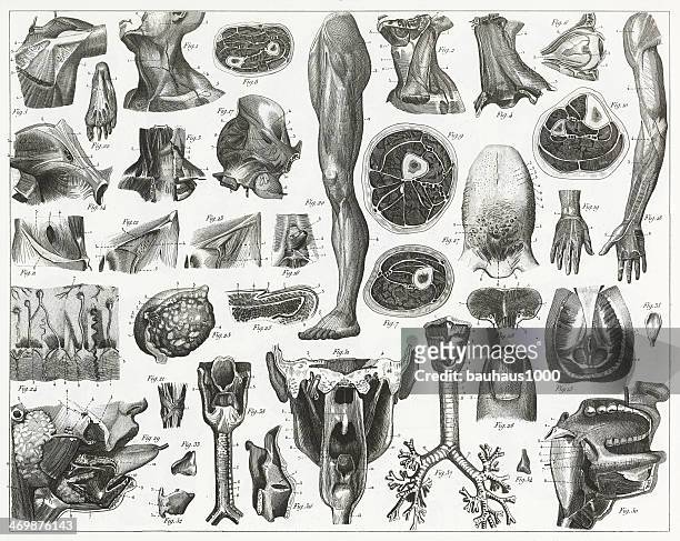 anatomy of organs engraving - human body part stock illustrations