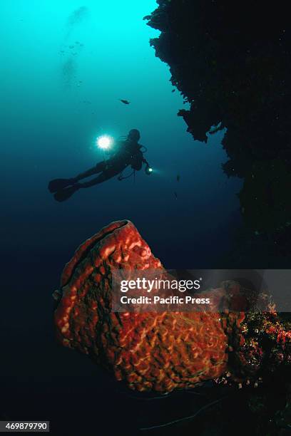 The beauty of the most famous Bunaken marine park in the world - it is one of the most visited parks by foreign tourists in Indonesia. Bunaken marine...