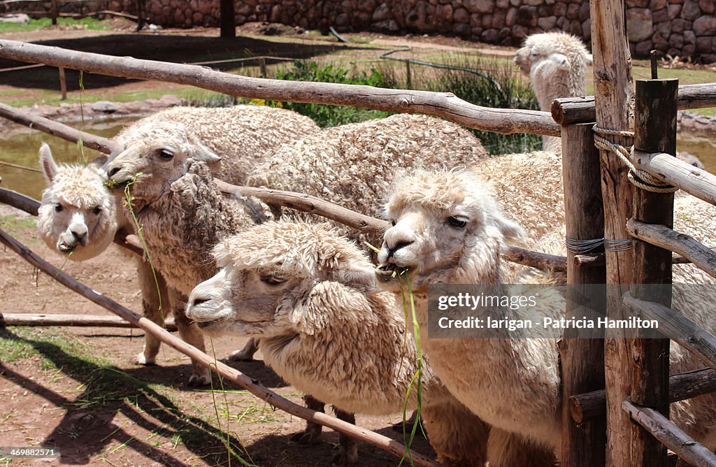 Alpacas