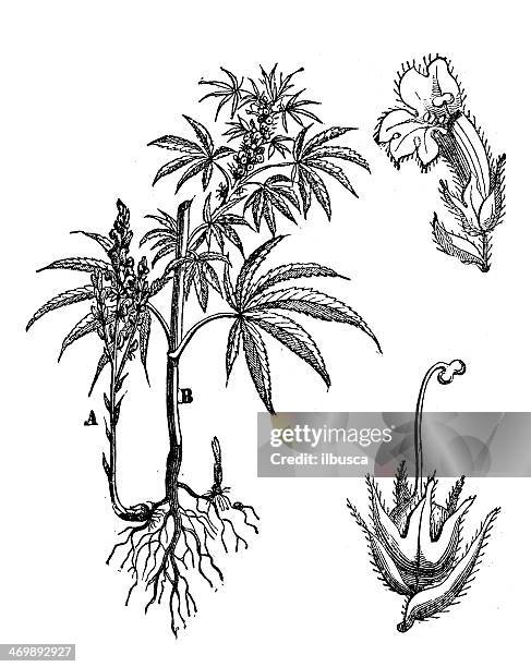 antique illustration of orobanche ramosa (hemp broomrape, branching broomrape) - orobanche stock illustrations