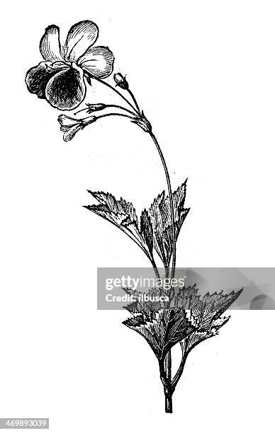 antique illustration of pelargonium geranium - geranium stock illustrations