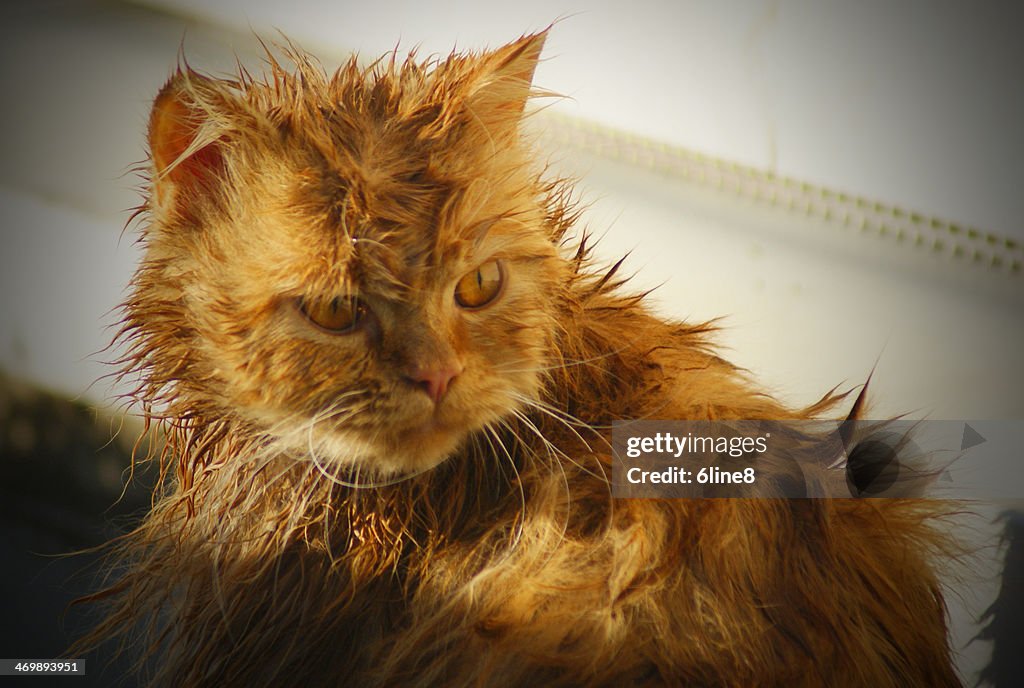 Wet cat