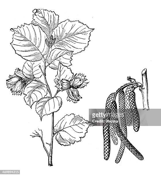 antique illustration of corylus avellana (common hazel) - hazel tree stock illustrations