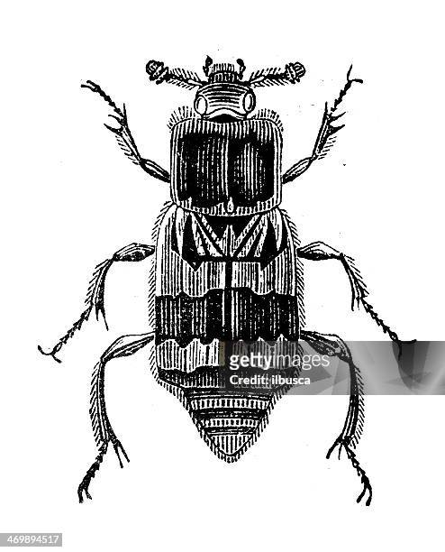 antique illustration of burying beetle or sexton beetles (genus nicrophorus) - nicrophorus stock illustrations