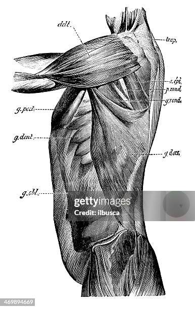 ilustraciones, imágenes clip art, dibujos animados e iconos de stock de anticuario científica médica ilustración de alta resolución: torso los músculos - human anatomy organs back view