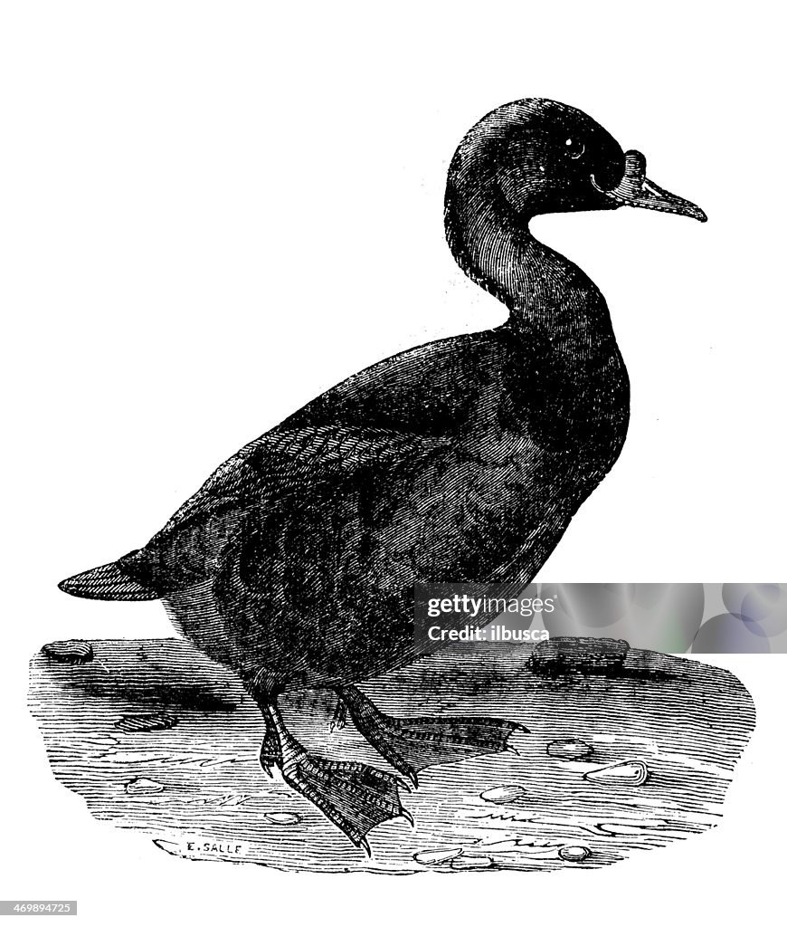 Antique illustration of Common Scoter (Melanitta nigra)