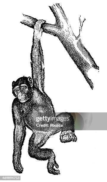 antique illustration of common chimpanzee (pan troglodytes) - monkey stock illustrations