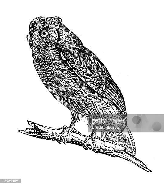 antique illustration of scops owl - scops owl stock illustrations