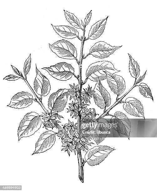 antique illustration of rhamnus cathartica (buckthorn, common buckthorn, purging buckthorn) - rhamnus cathartica stock illustrations