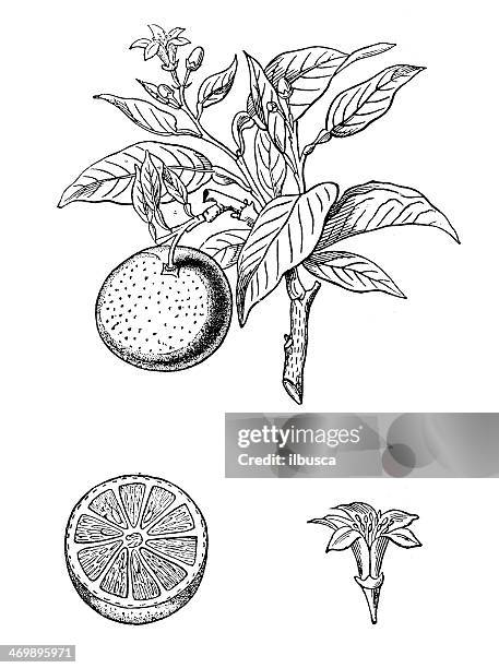 ilustrações, clipart, desenhos animados e ícones de ilustração antigo de orange (citrus sinensis) - citrus fruit